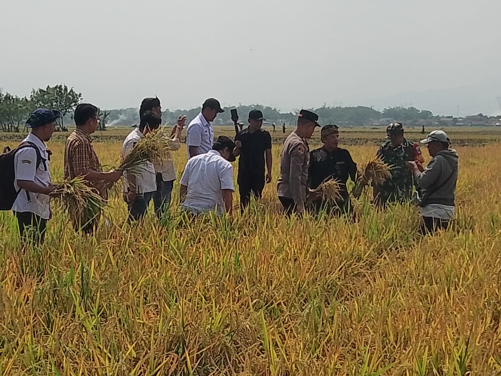 Dadang M Naser Dorong Pertanian Organik di Jawa Barat, Panen Demplot Tembus 11 Ton